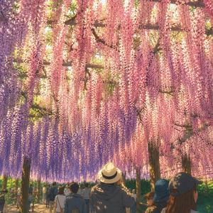 Wisteria Rain