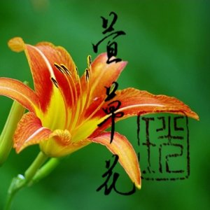 萱草花(洞箫原调版)