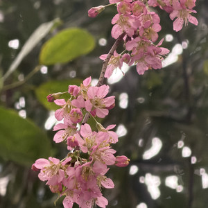 正月节