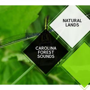 Prolific Spring Bees