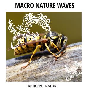 Colorful Ocean Nature Lullaby