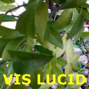 vis lucid