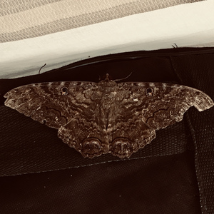 Brown Butterfly