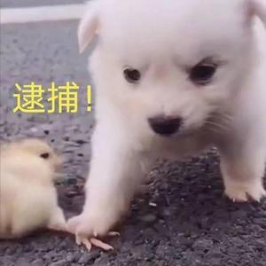 开心真Giao（翻自 徐真真）