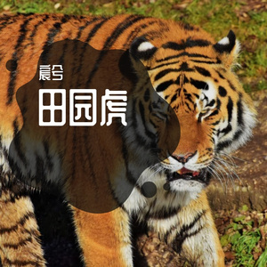 田园虎 (3)
