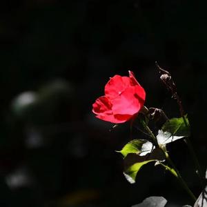 粉色信笺（纯音乐）