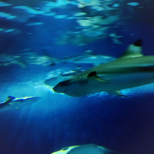 1866年的回忆（已售断）