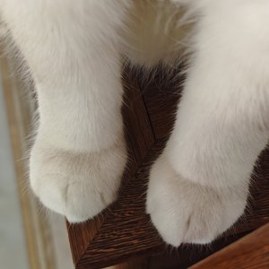 Dream Future House.wav