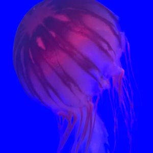 Falling in your Dream