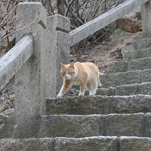 没想好名字的啦之歌—春诗纯哼版