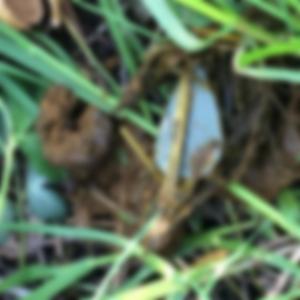 Stupid Song (feat) Kam Houff