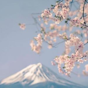 四月樱花（Prod by XTena）