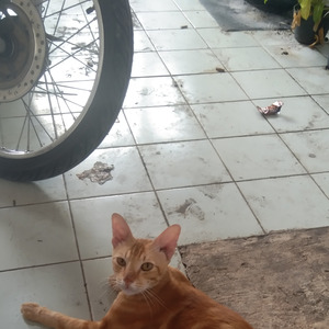 Ku Kecewa (Acoustic)