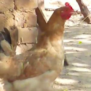 母鸡下蛋的声音