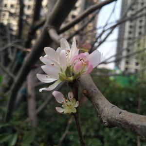 索尔60号练习曲第1首