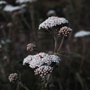 踮起脚尖爱 （Cover 洪佩瑜）