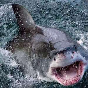 优势（Prod By MoonVibe Store）