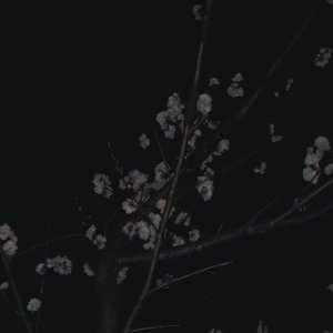 怕爱太明显又怕看不见