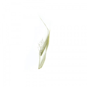 하이포시스 오리어 Hypoxis Aurea