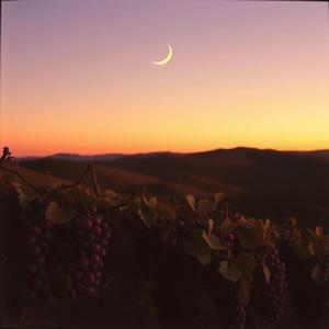 La vigna d’ottobre – La vigne d’octobre - Italie Toscane