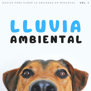Noche Lluviosa De Mal Humor