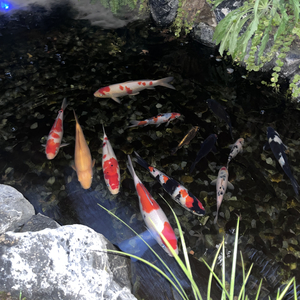 【free beat】DDT First