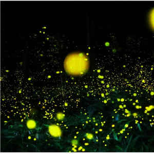 腐草为萤（Cover ）