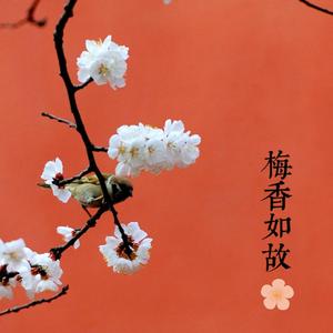 梅香如故