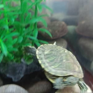 Bedroom pop (Водопад)