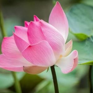 我只在乎你 翻唱