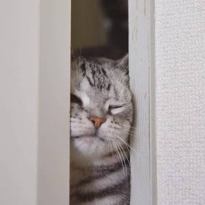 Kiss Me-TV size ver.-（翻自 Nai BrXX&Celeina Ann）