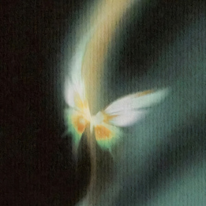 去北极忘记你