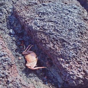 请放过我(Prod. By Kimj and Mont Be)