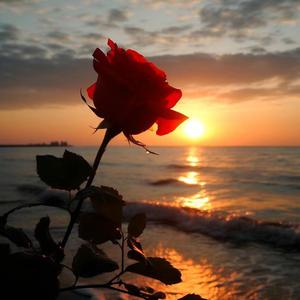 ISILLIRIM ATA-ANA(父母心}