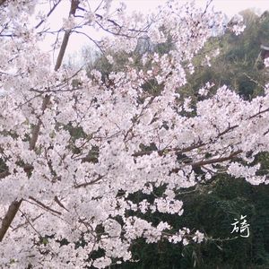 嫁给我（温柔版）