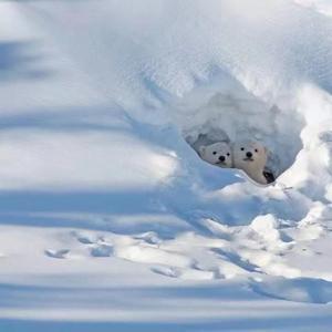 moonlight+脆弱星球