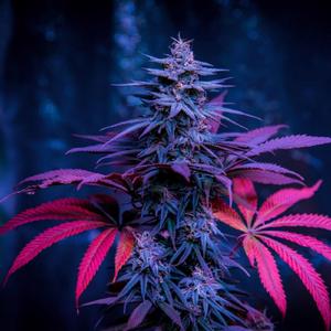 Skunk