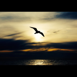 Soaring