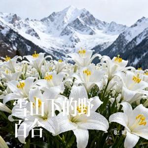 雪山下的野百合