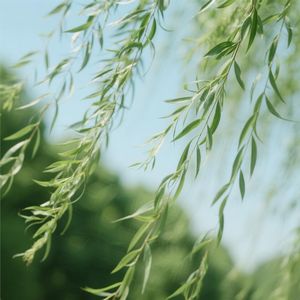 清风摇曳舞清影