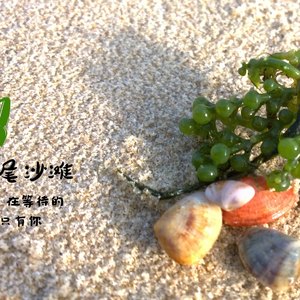 《成都》-大鹏版Demo（翻自 赵雷）