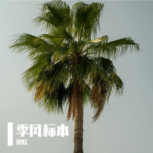 季风标本