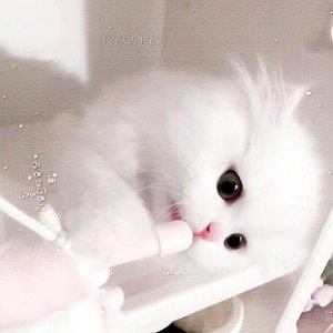 没心机