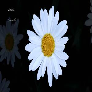 Camomilla