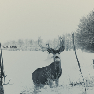 Stallions (Adrenaline)