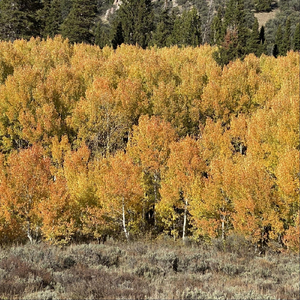 For My Friend Sharon Dayton