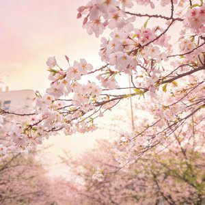 双生火焰  音频.wav