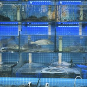 我的生活像小狗