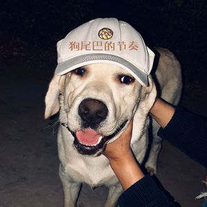 狗狗的忠诚之歌 (吉他)