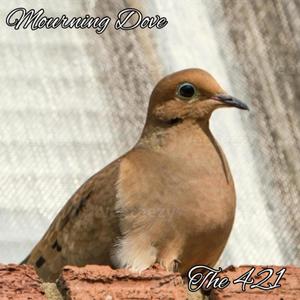 Mourning Dove